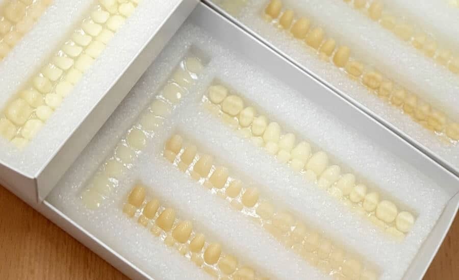 Set mit 84 Keramikkronen Denticor